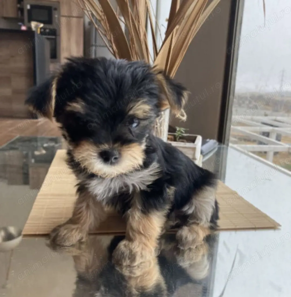 Yorkshire terrier fetite și baietei