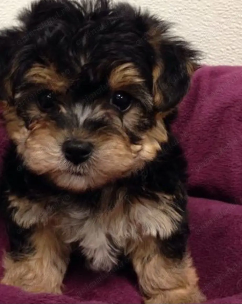 Bichon havanez fetițe și baietei