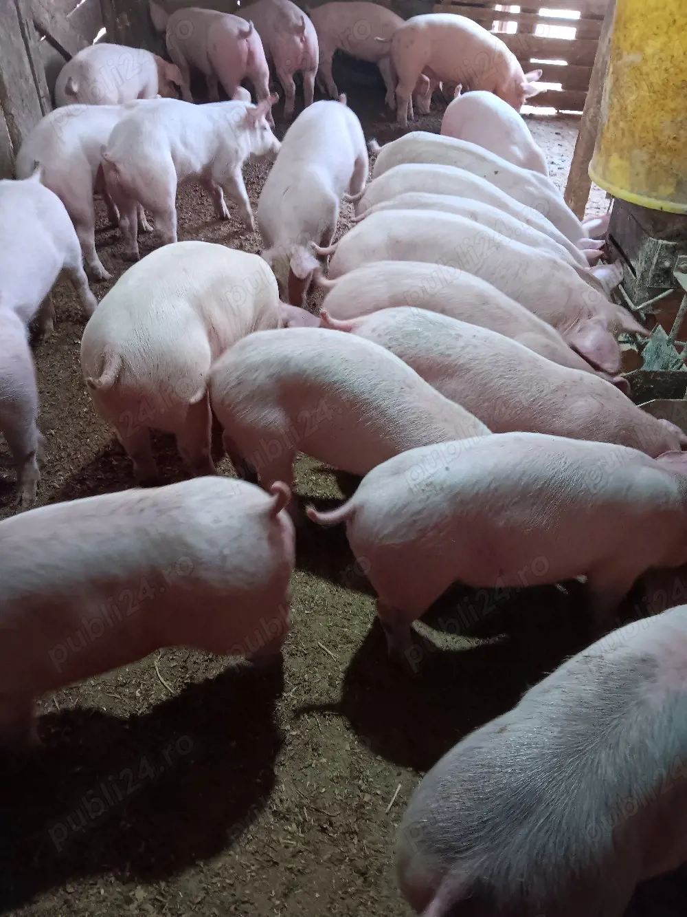 Purcei De Rasă 20-40 kg