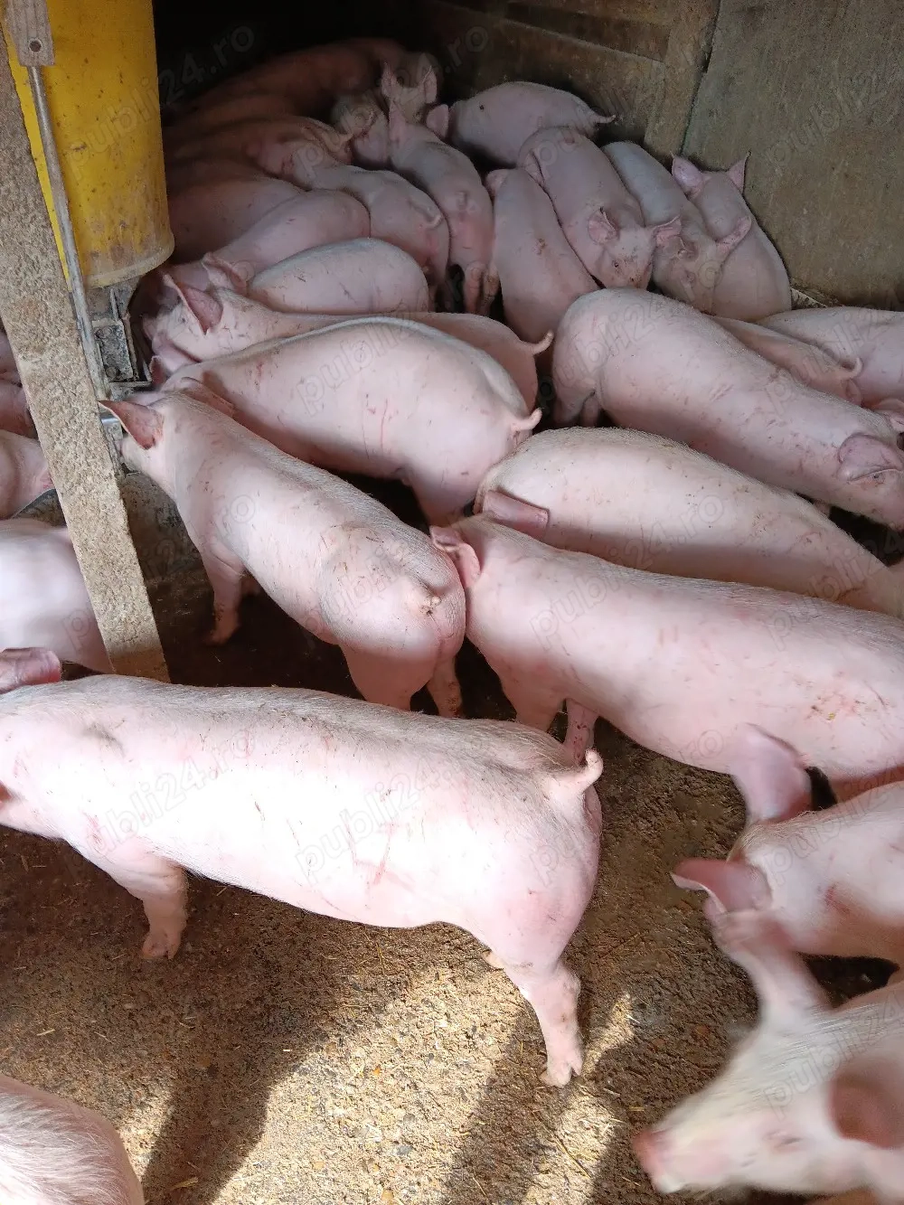 Purcei De Vânzare 20-35 kg