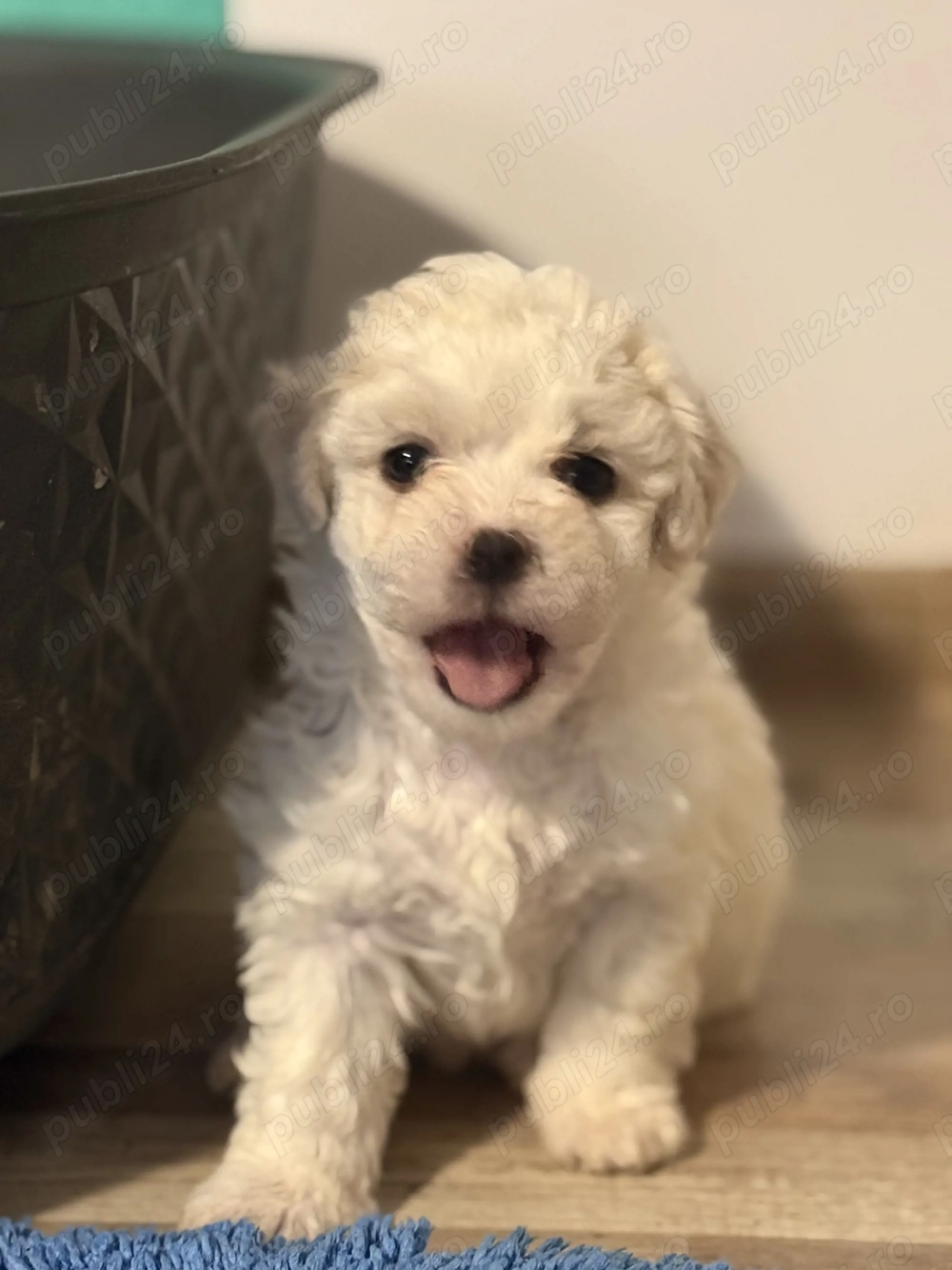 Vând Pui Bichon maltez 