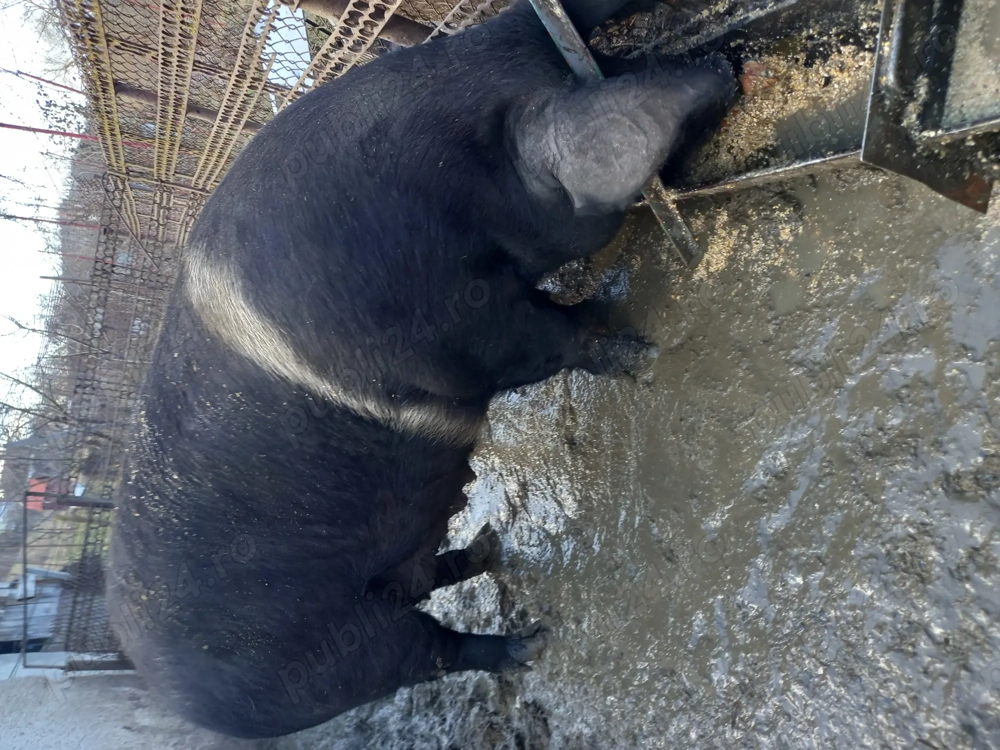 vînd porc tăiat sau montat