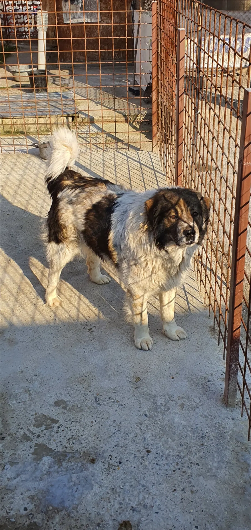 Ciobănesc de Bucovina 