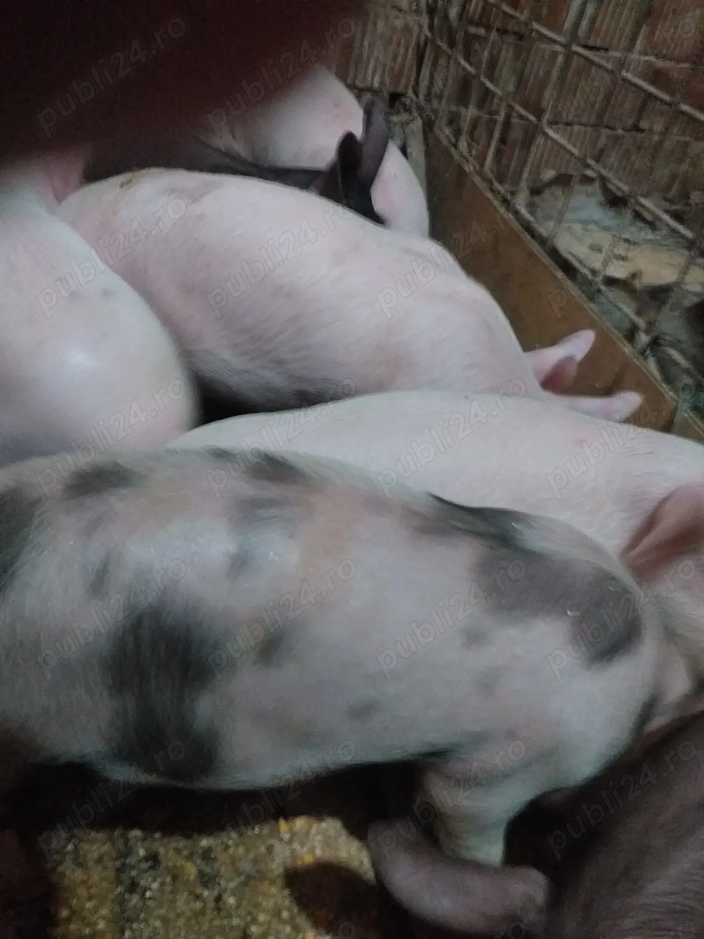 Vand 10 purcei castrati