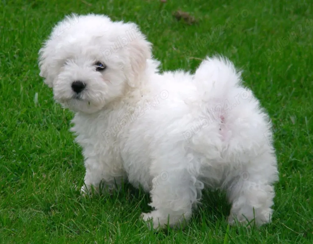 Bichon Bolognese 