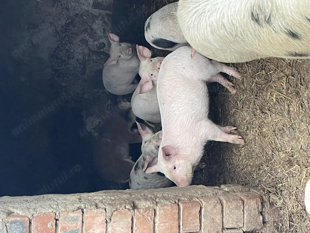 Purcei de vânzare   ..
