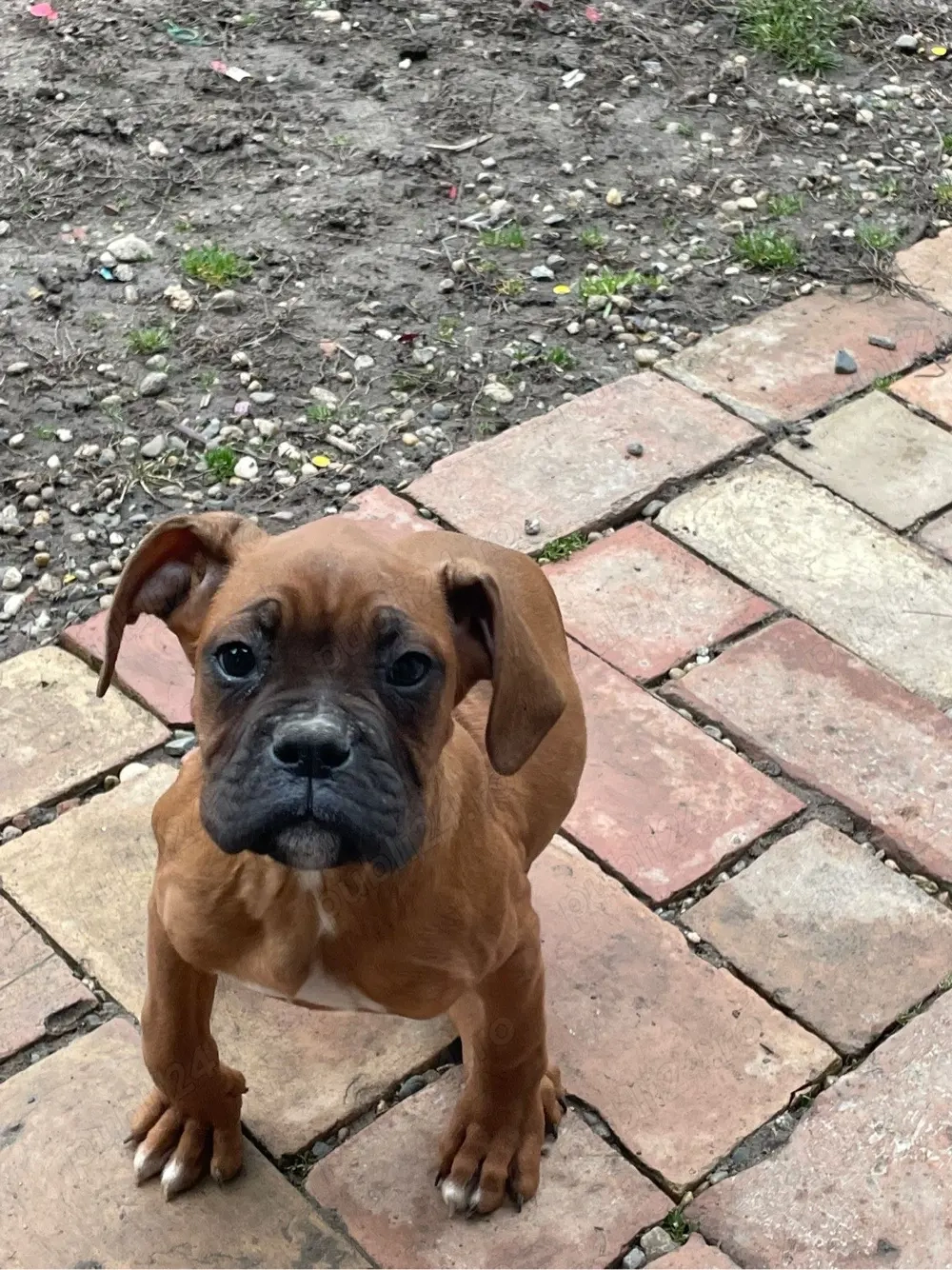 Pui de boxer 350   negociabil