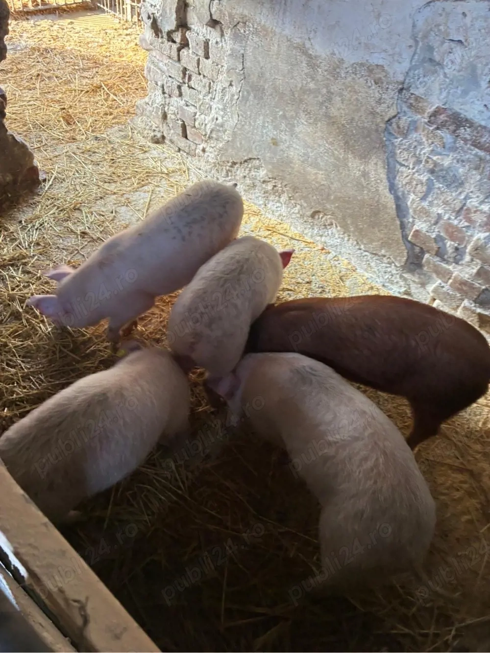 vand purcei de 15 saptamani 