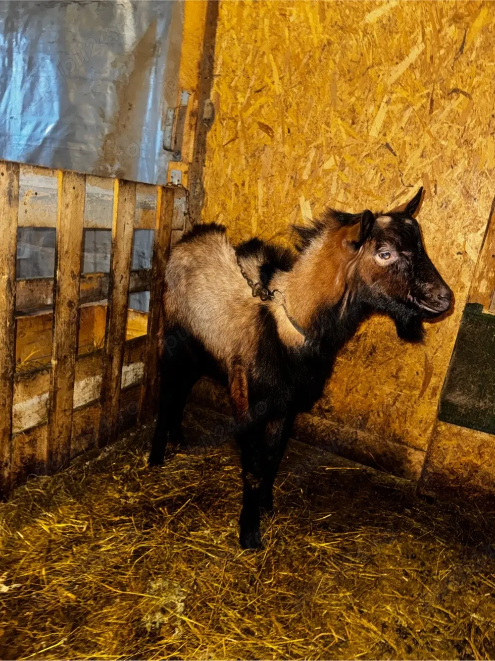 Tap rasa alpina franceza 