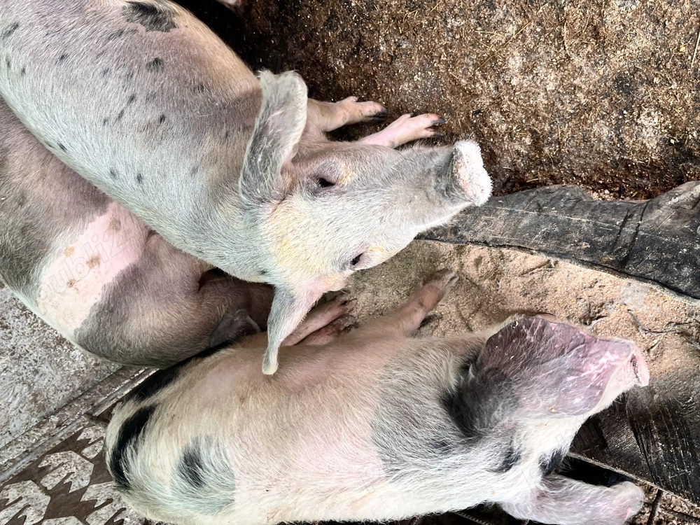 Porci de casă de vânzare 