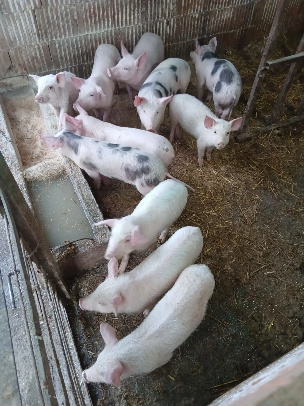 Vând purcei de la 300la400lei bucata.