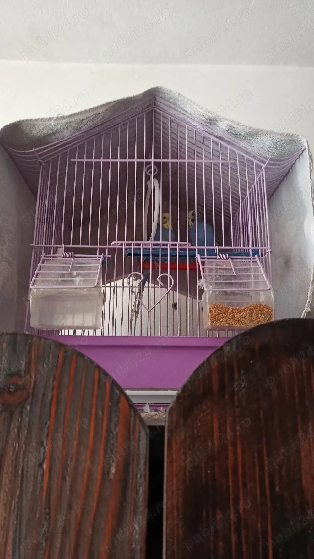 pereche papagali + cușcă 
