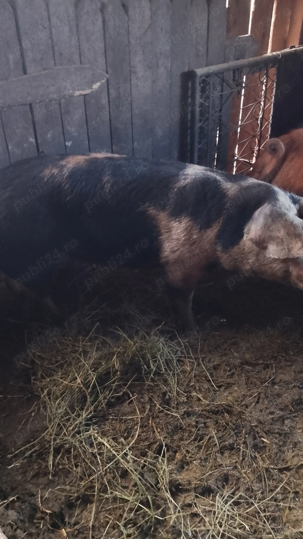 Vând scrofița 14-150 kg Șăulia de Câmpie 