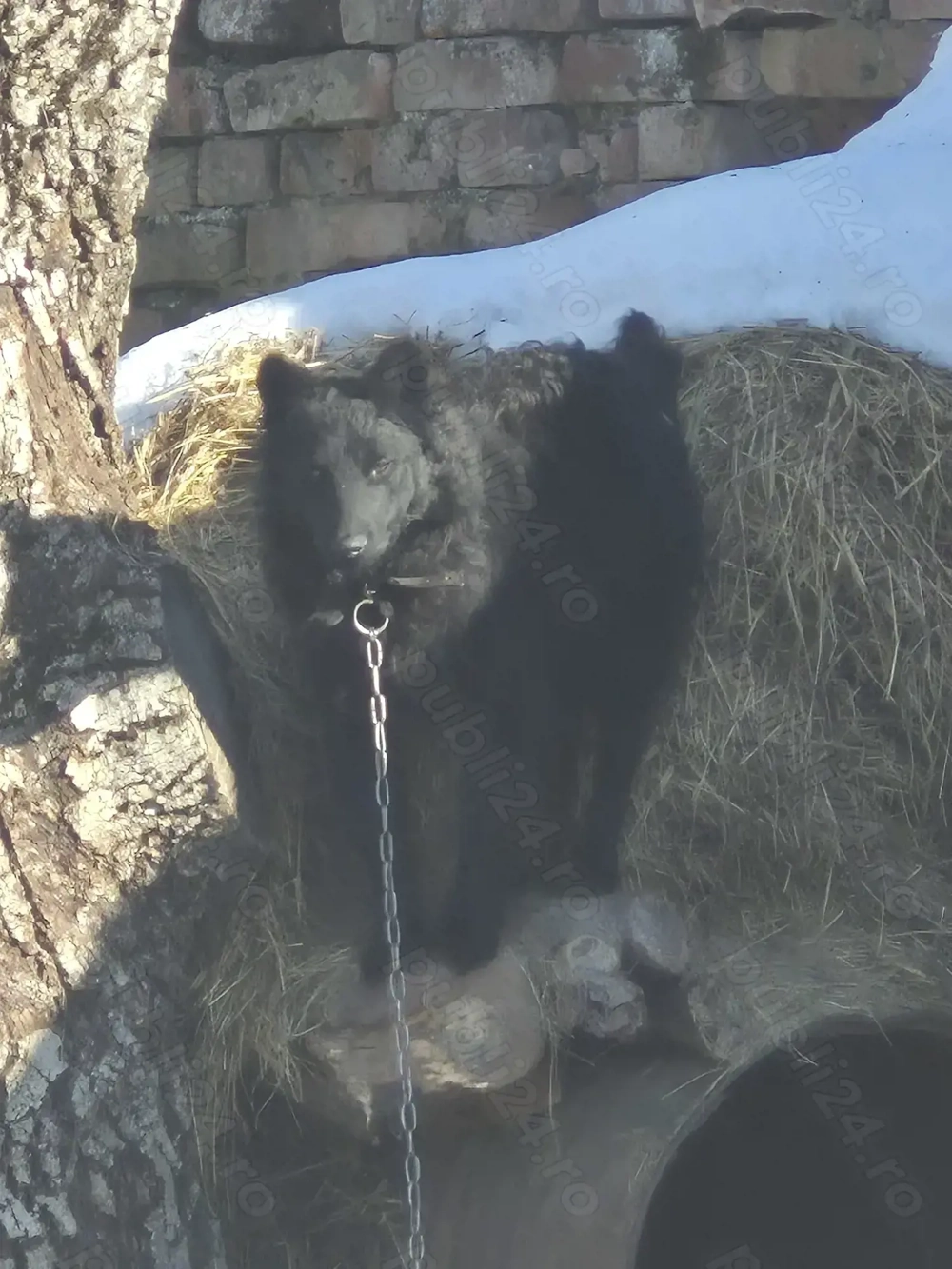 Cățel de întors oile 