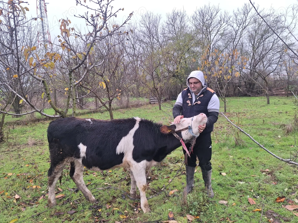 Porci si vaca de vânzare 