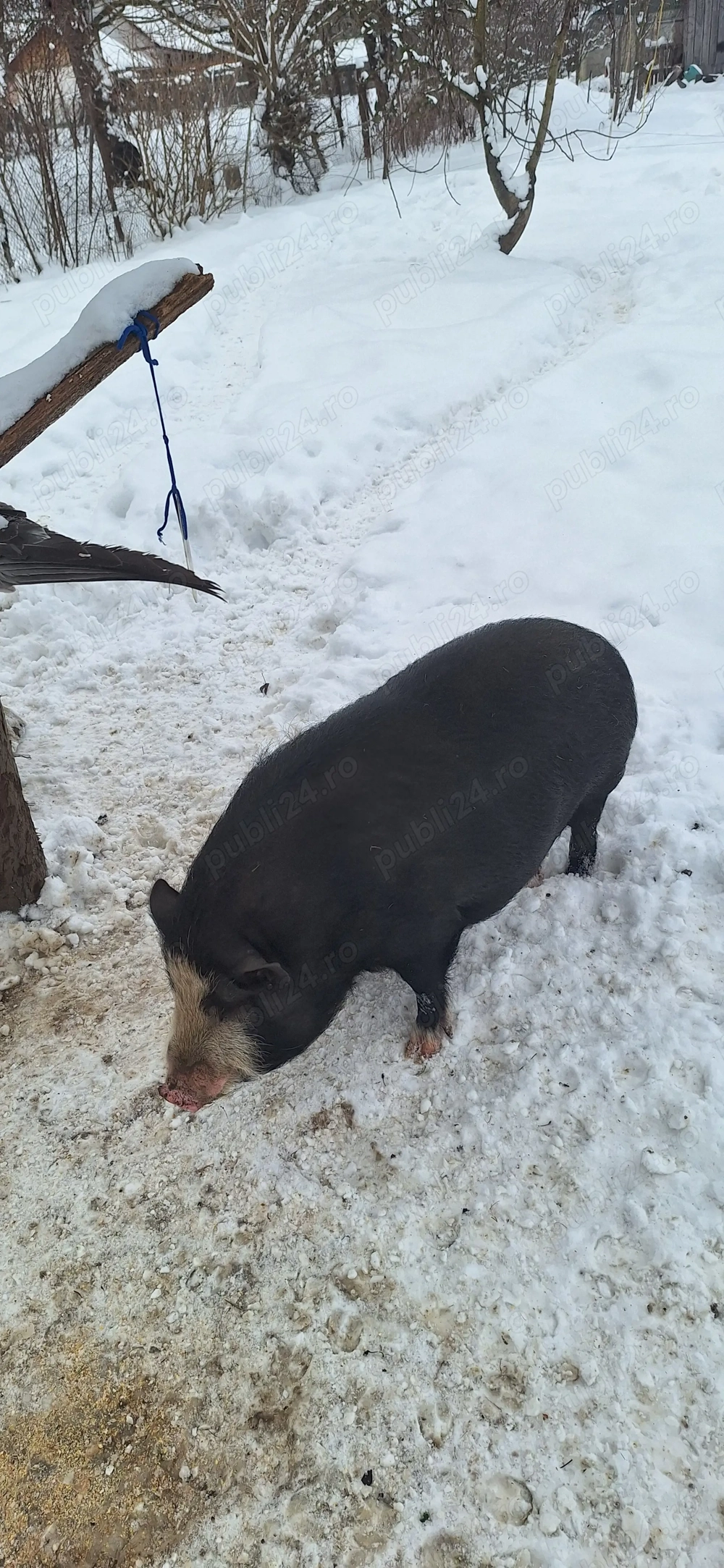 Porc vietnamez pentru consum