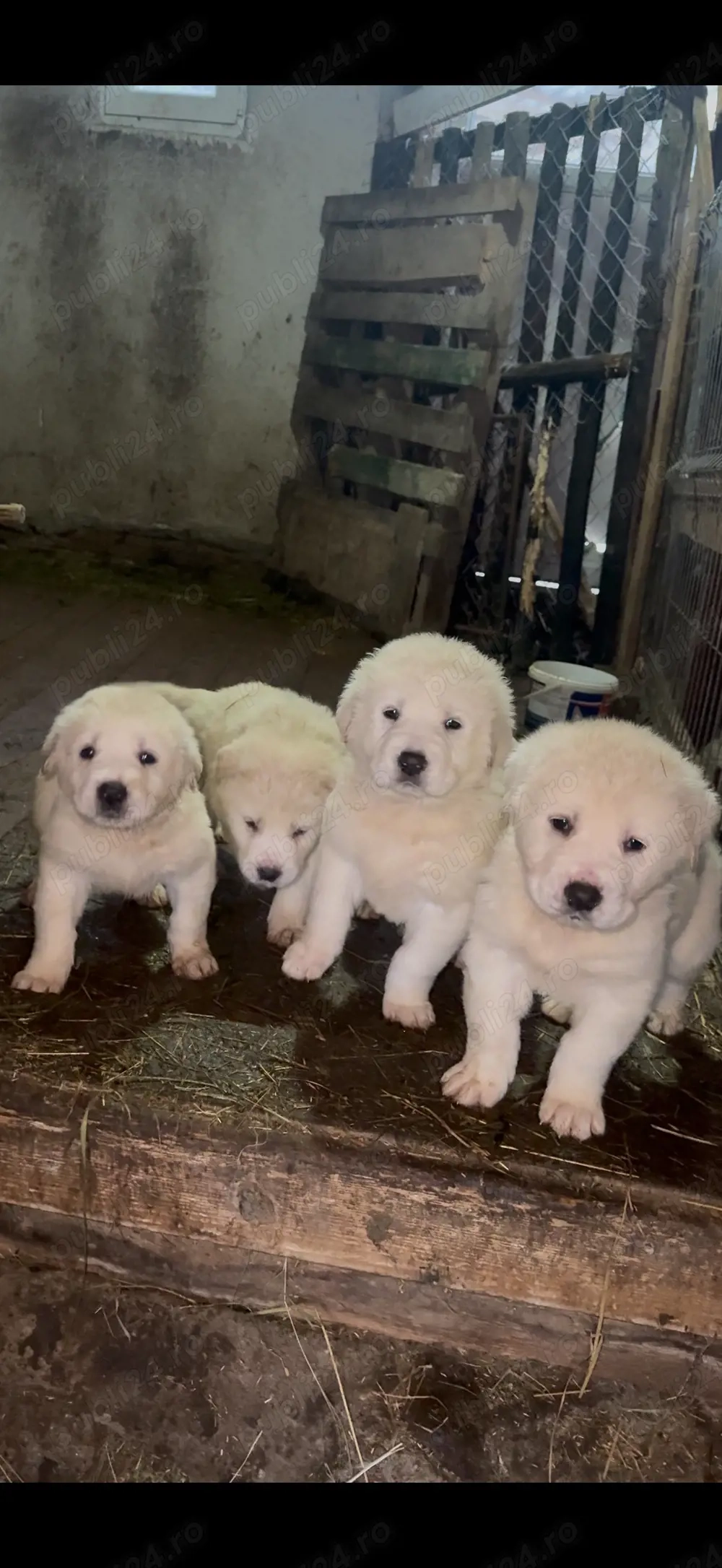 Vând 3 catelușe de asia centrala 