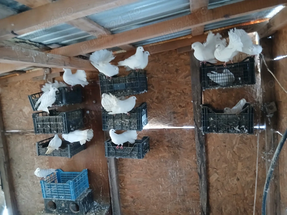 Porumbei voiajori și voltati 