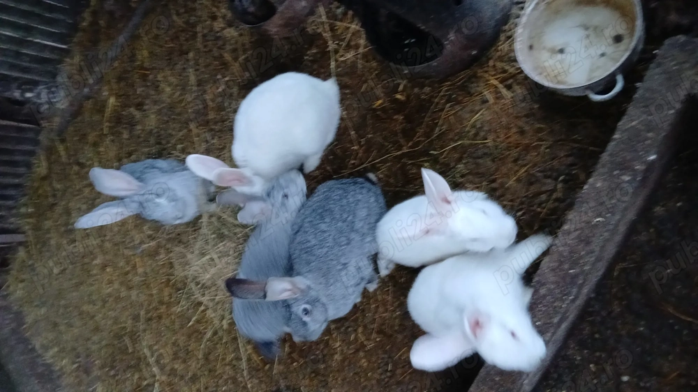 Iepuri uriasi germani 