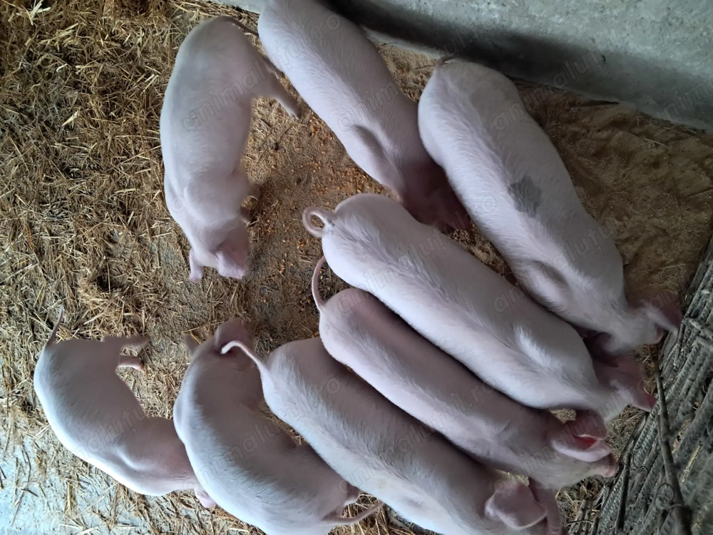 Purceivi landrace de vinzare