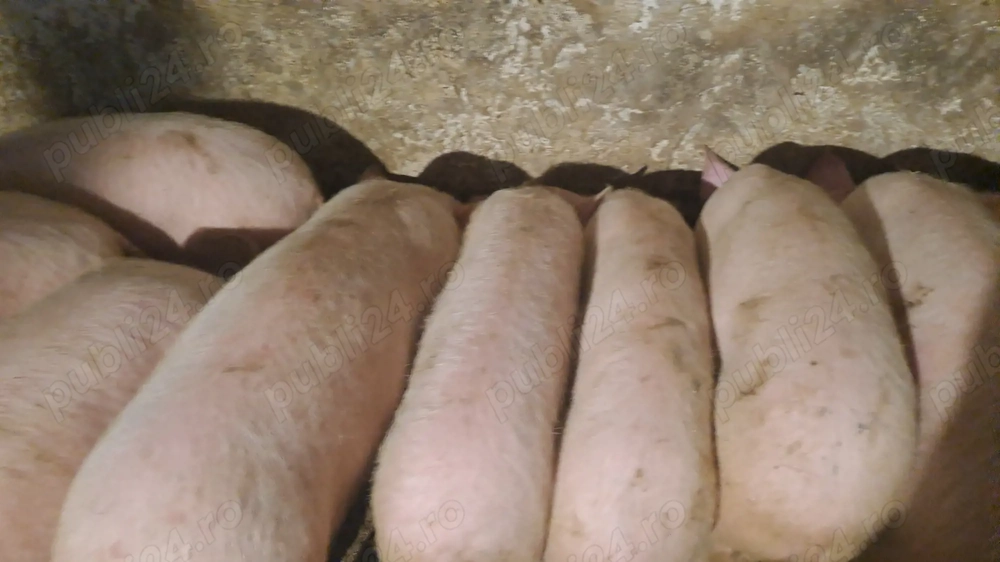 Purcei de rasa deparazitați  de vanzare   30   40 kg