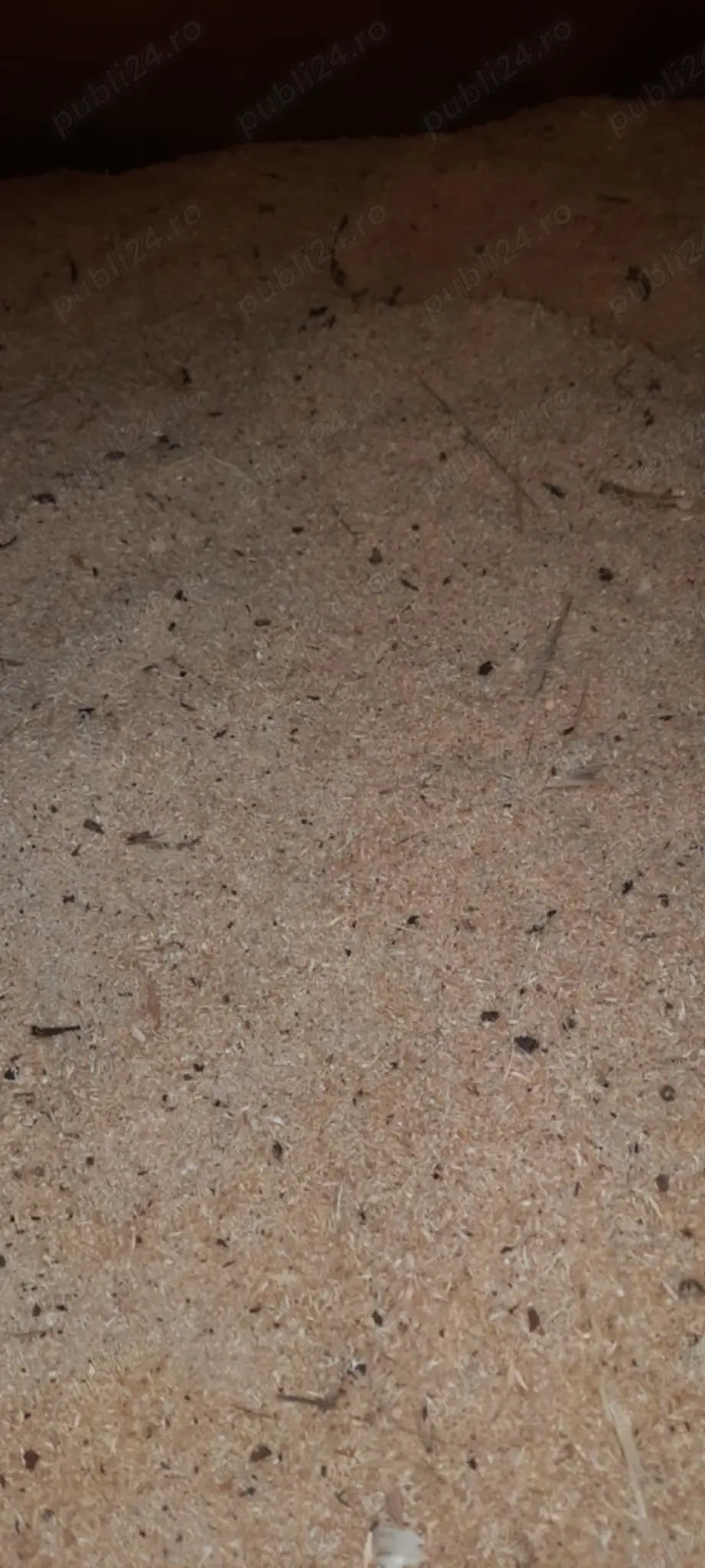 Vând rumeguș rășinoase