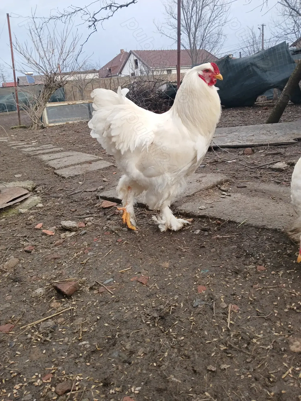 Vind cocoș rasă brahma PORȚELAN, brahma ALB.