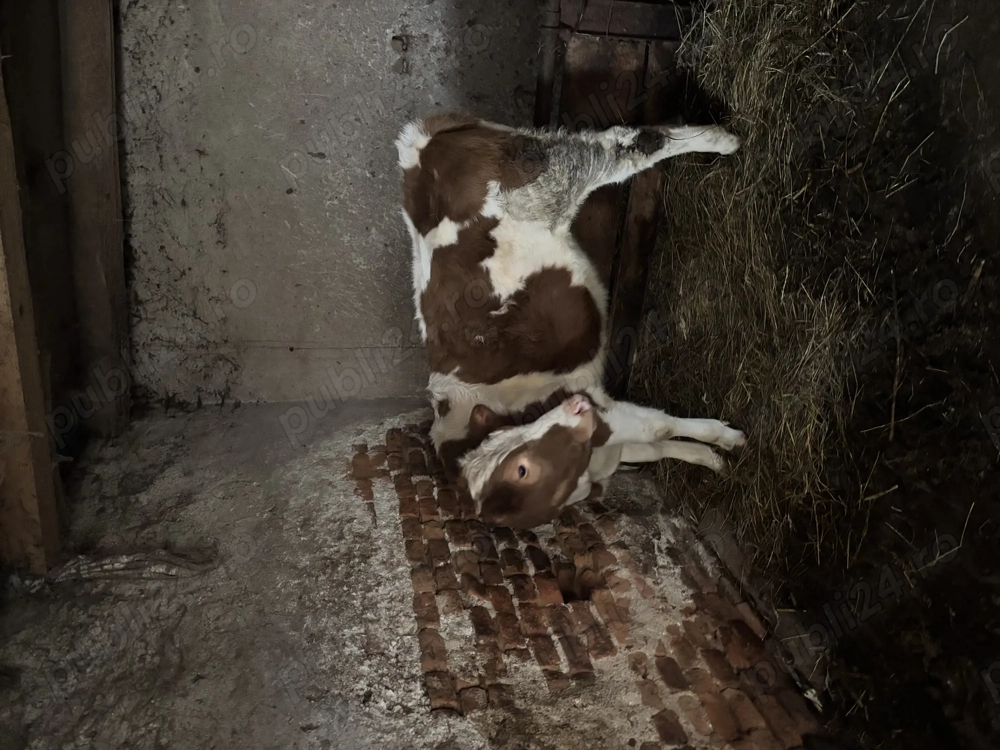 Vitea de 8 luni de vânzare Domasnea