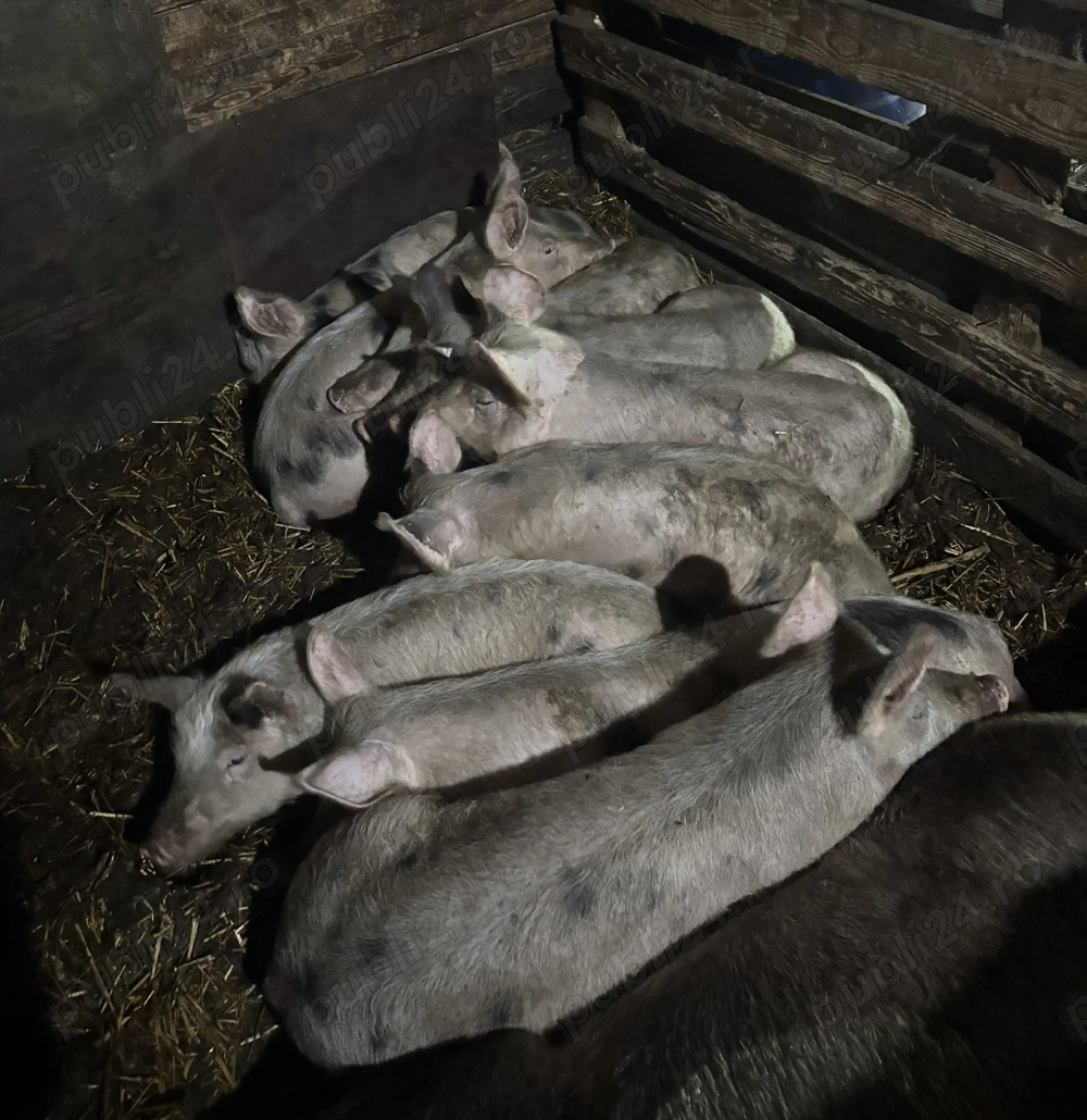 De vânzare grasuni 9 buc 