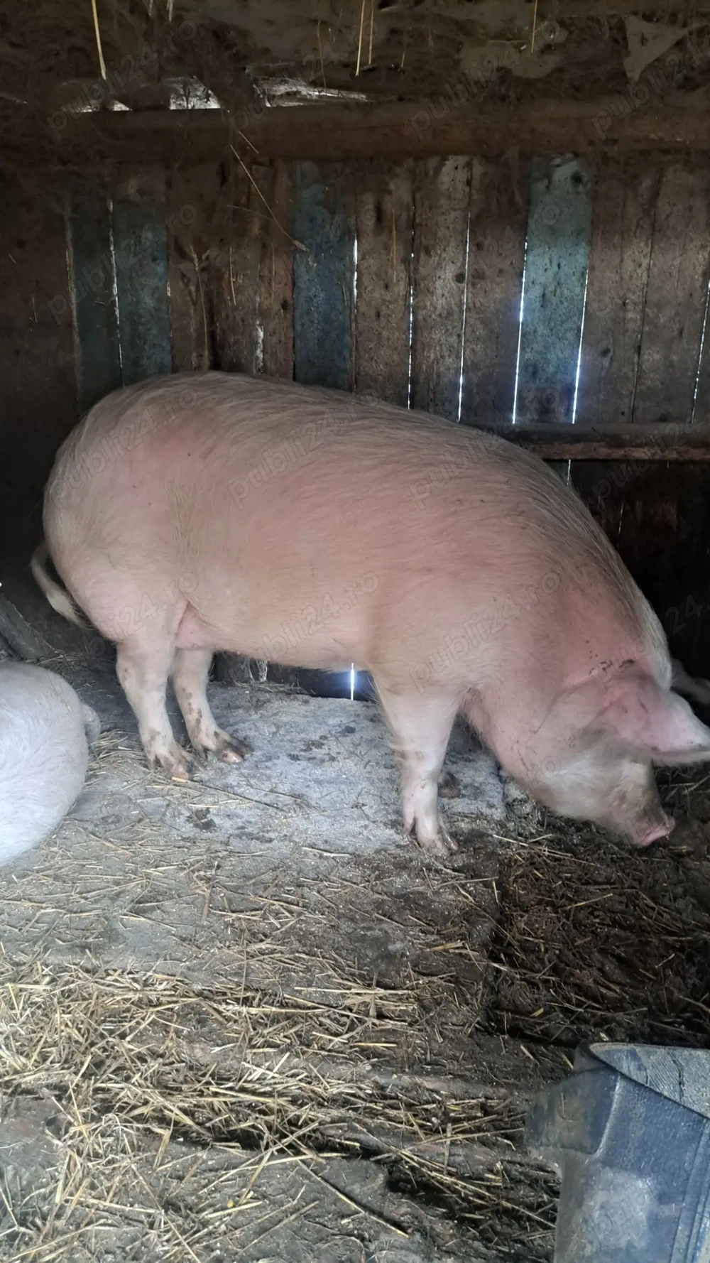 Porci de vanzare 