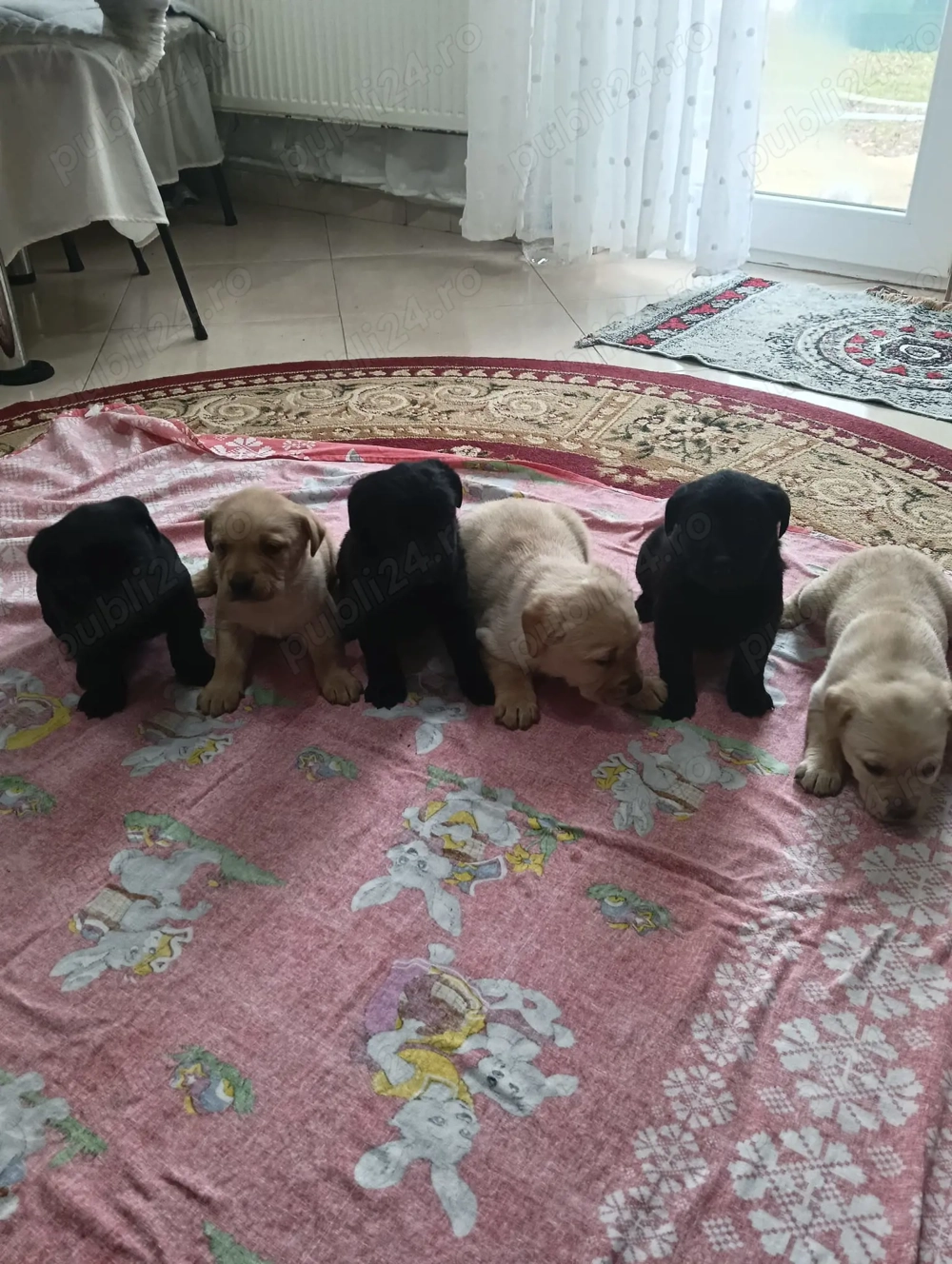 Vând pui Labrador Retriever !