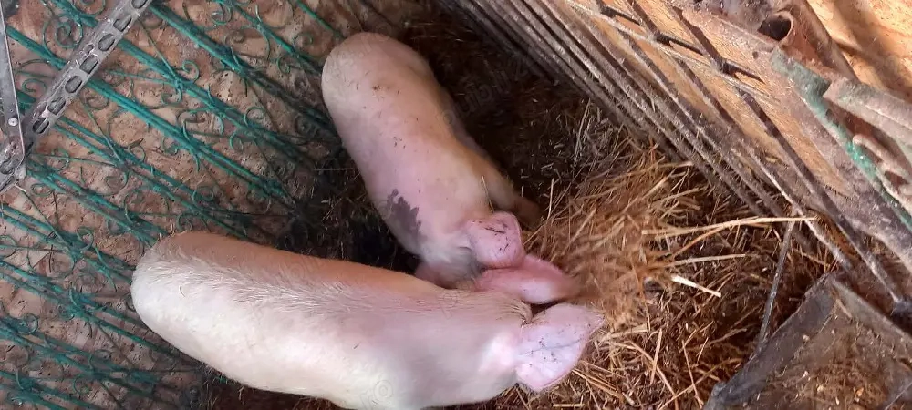 Purcei și șoldani de vânzare 