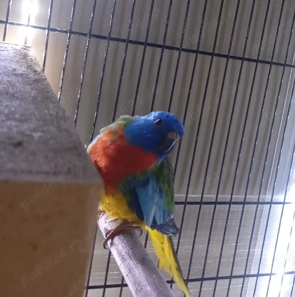 mascul papagal neophema splendida 