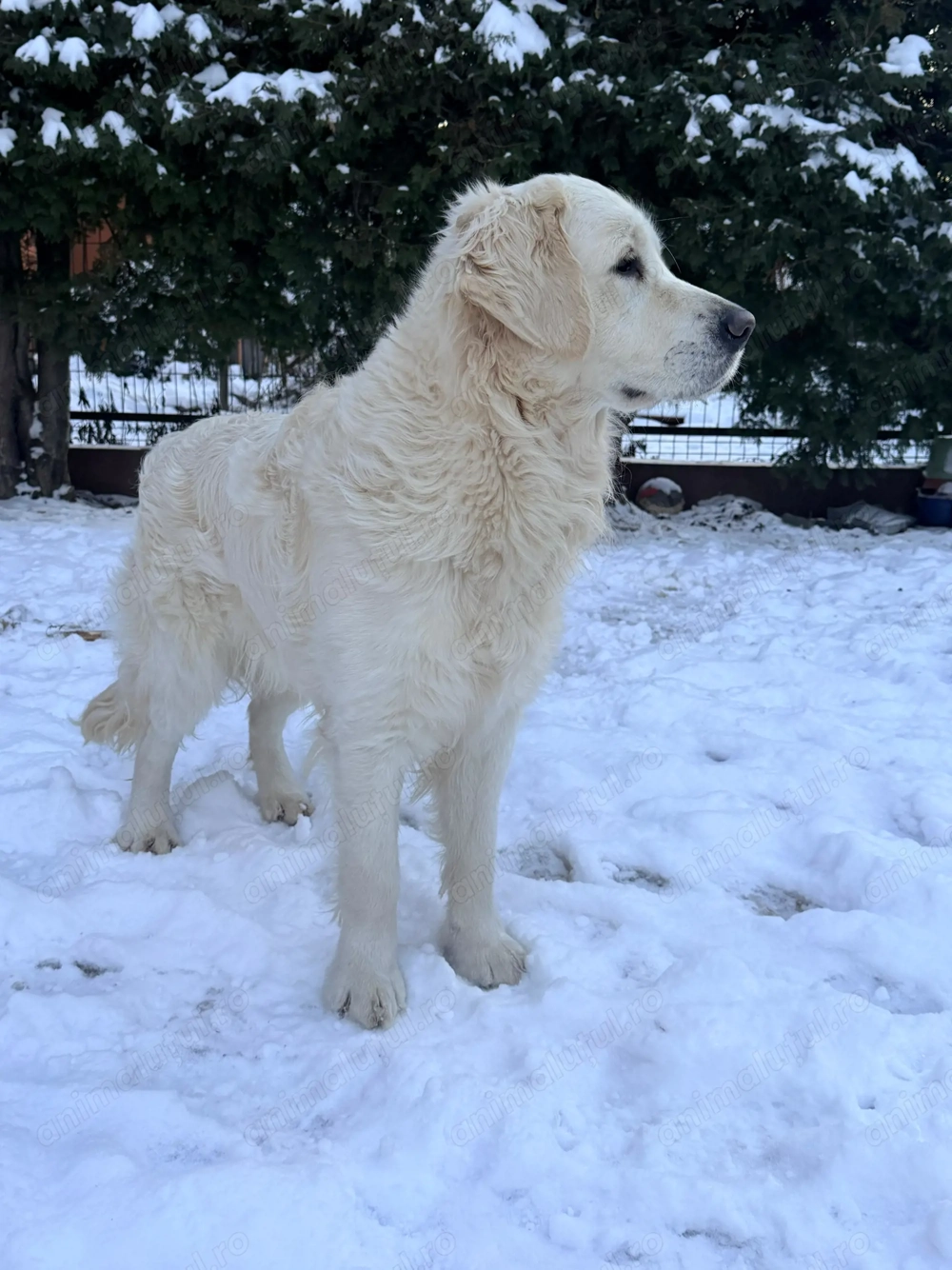 Pentru adopție mascul Golden Retriever 11 luni