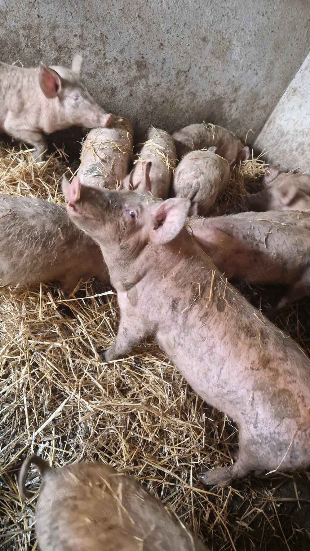 Vand purcei 12 saptamani 330 lei 