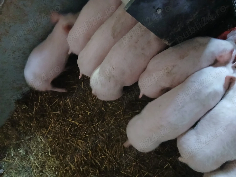 De vanzare purcei marele alb cu pietrea au 22 kg