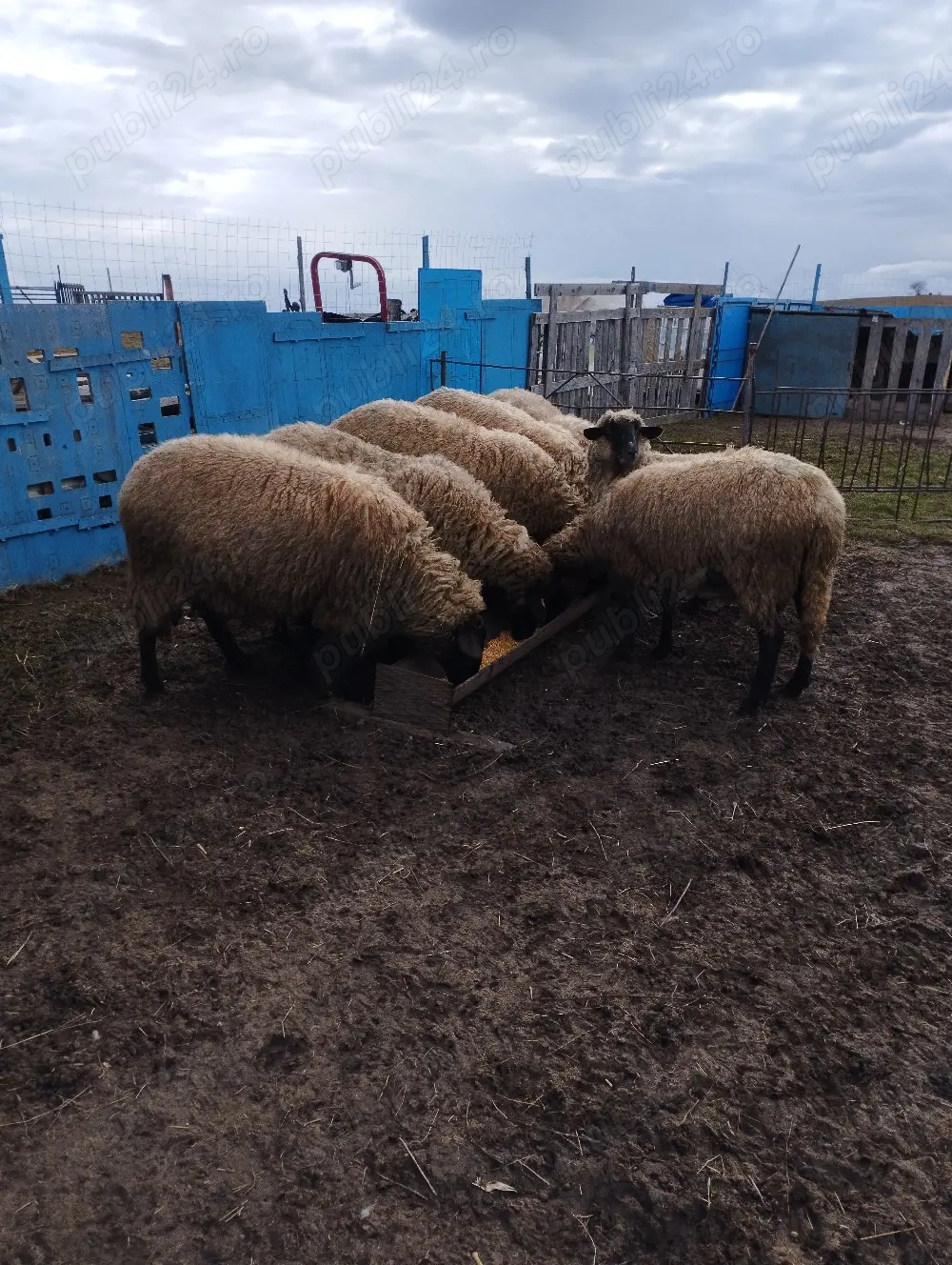 Vând oi cărăbașe tinere