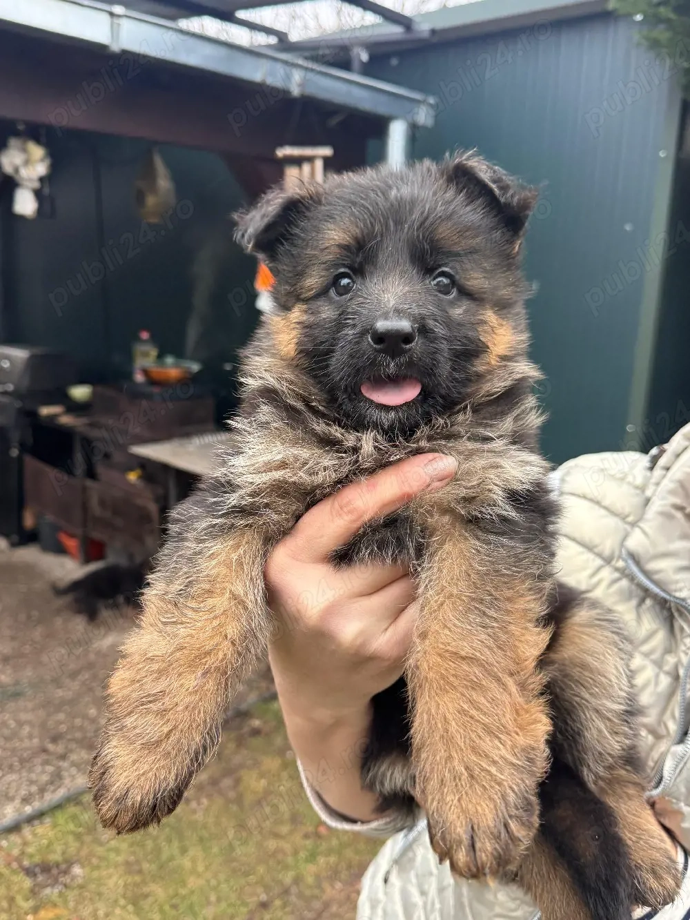 pui ciobanesc german