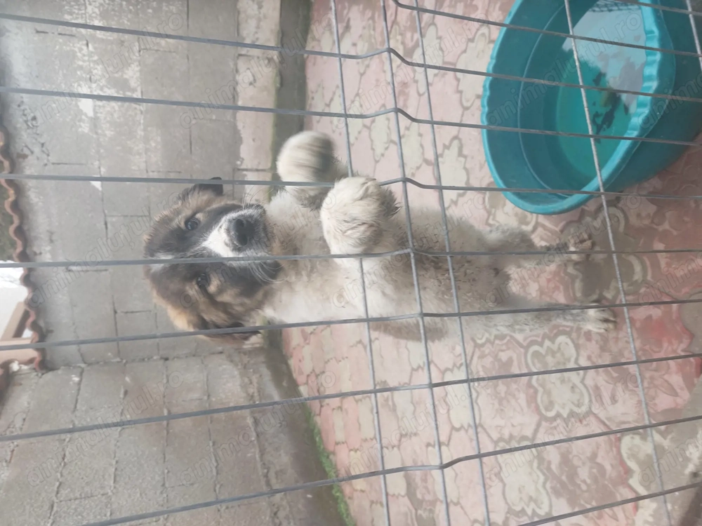 Vanzare Caine Ciobanesc Carpatin si Bucovina