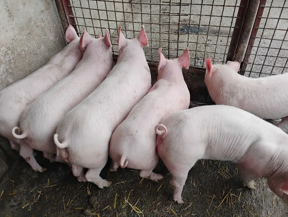 Vand Purcei Marel Alb cu Landrace si Duroc