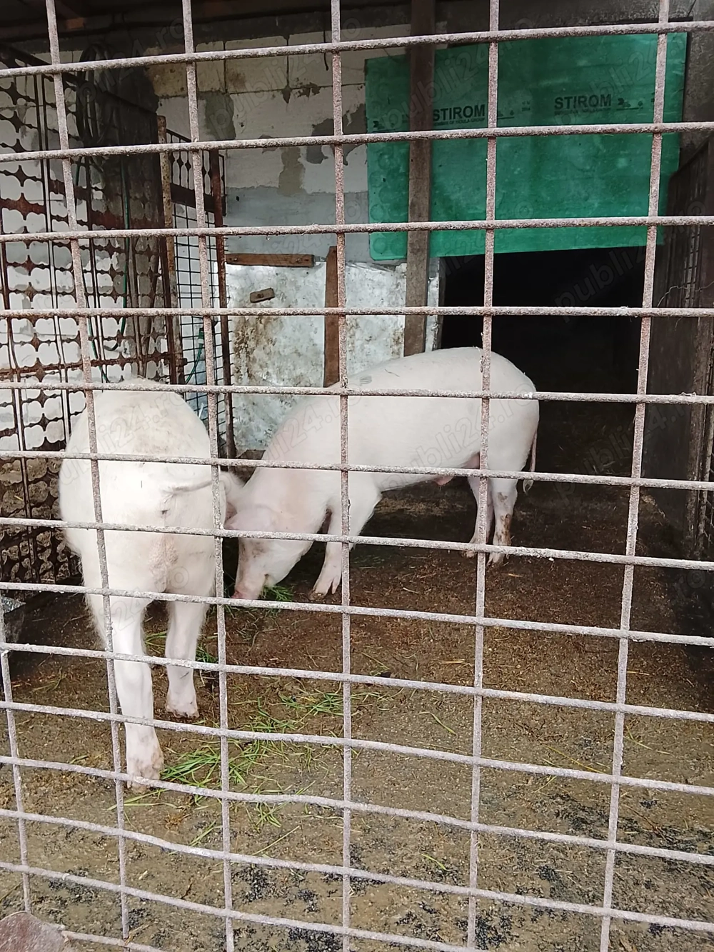 Vând 2 masculi castrați marele alb