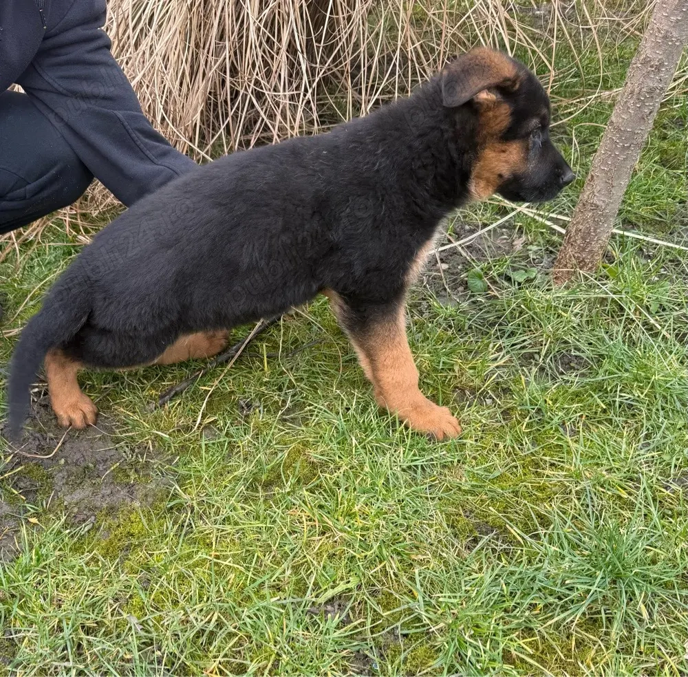Pui ciobănesc german cu pedigree 