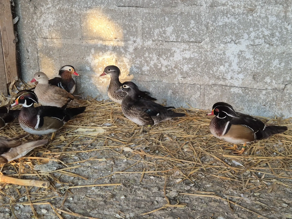 Mascul carolin 2025 operat