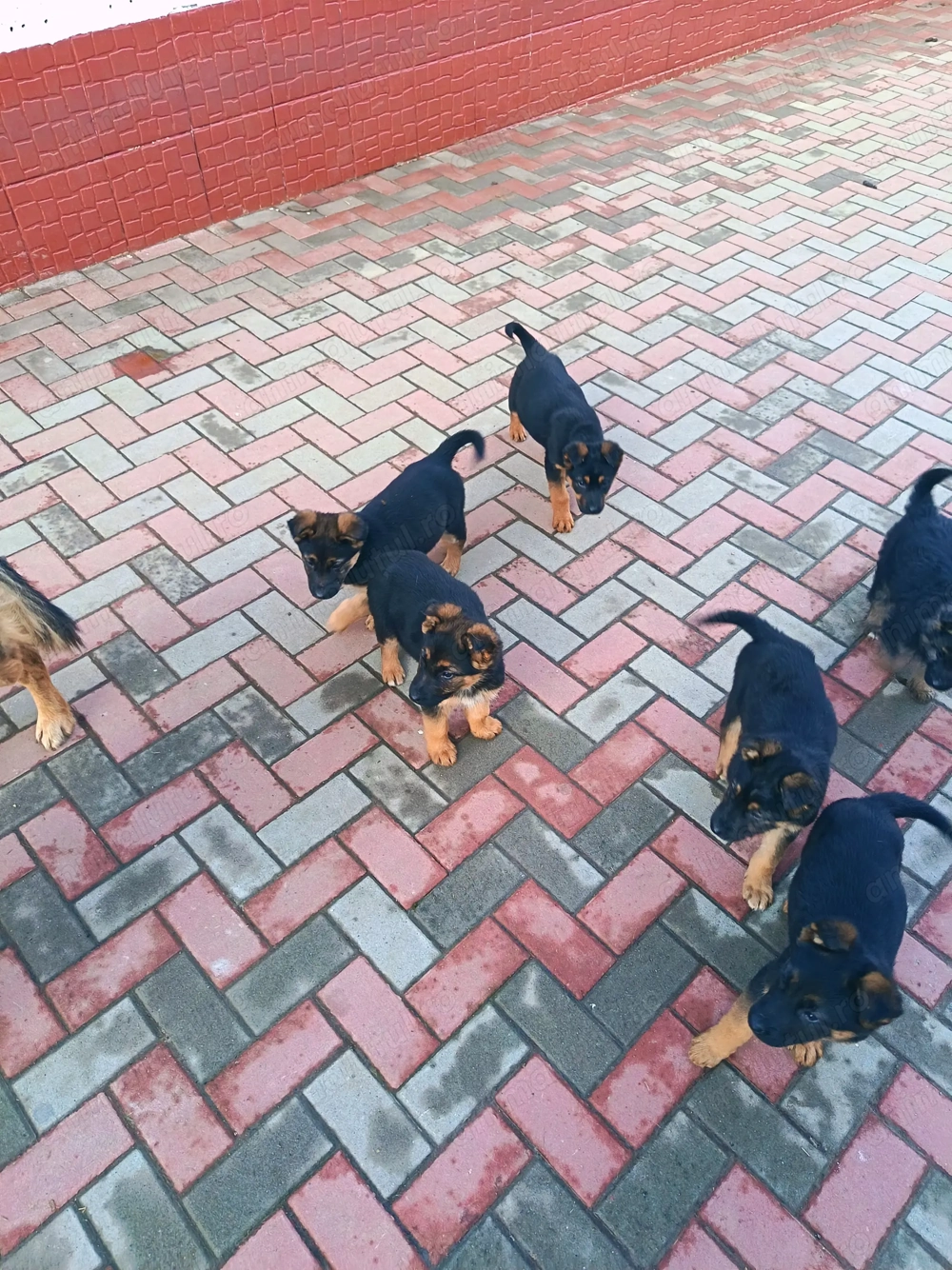 Ciobanesc german vaccinați deparazitați vârstă 3 luni 