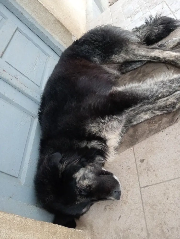 Vând doua Cățele! 