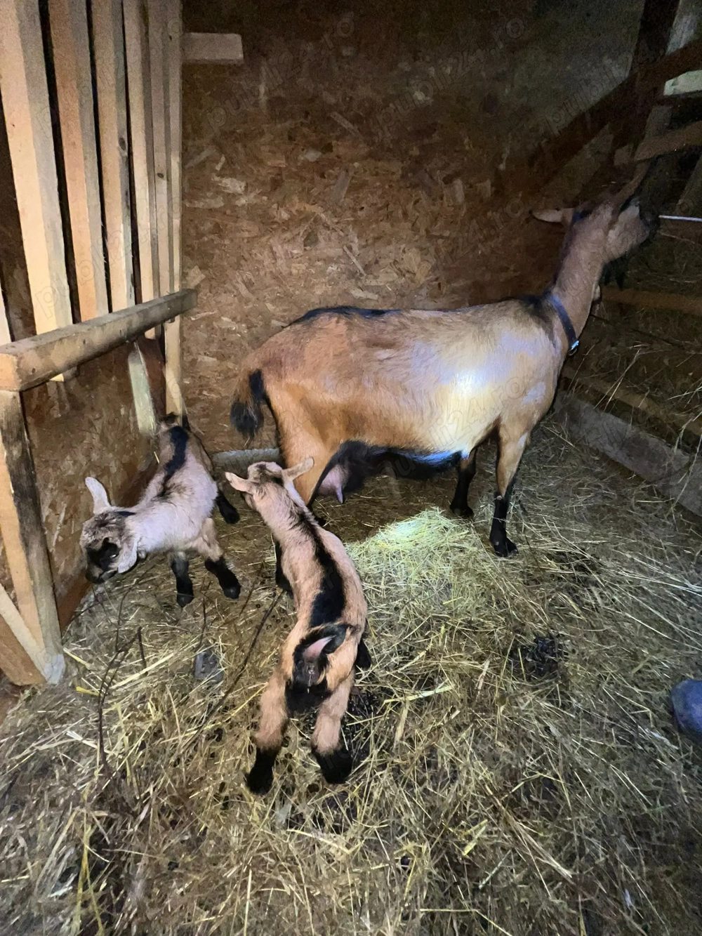 Vând capre alpine franceze 