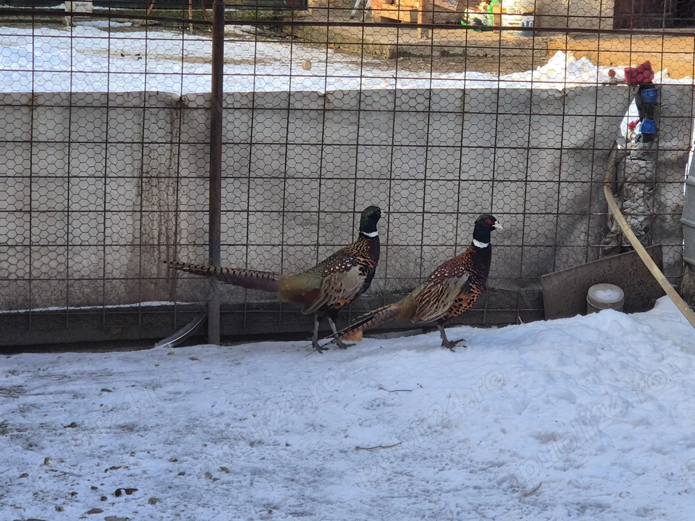 2 masculi fazan comun