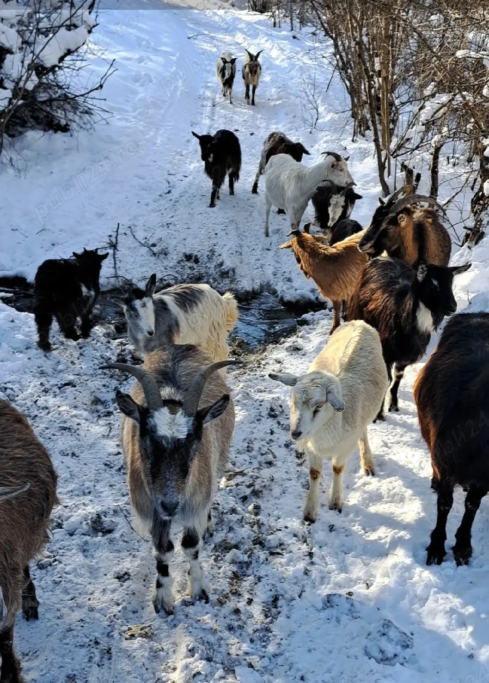 vand sau schimb 15 capre pe niste carlani,caprele sunt deafata ,4 iede de anu acesta 1 tap si 10 cap