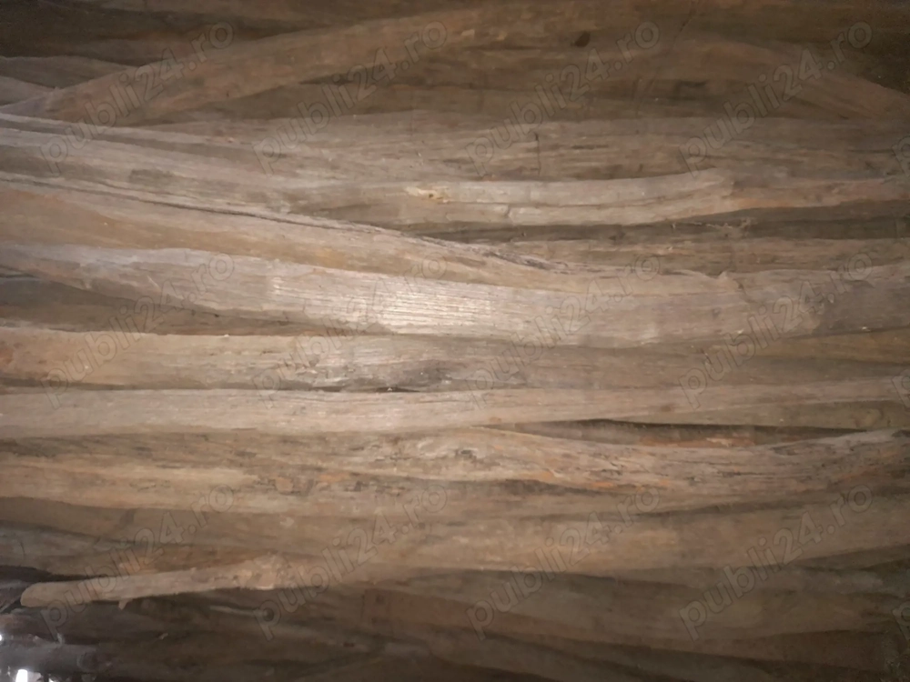 Araci salcâm,din spartura