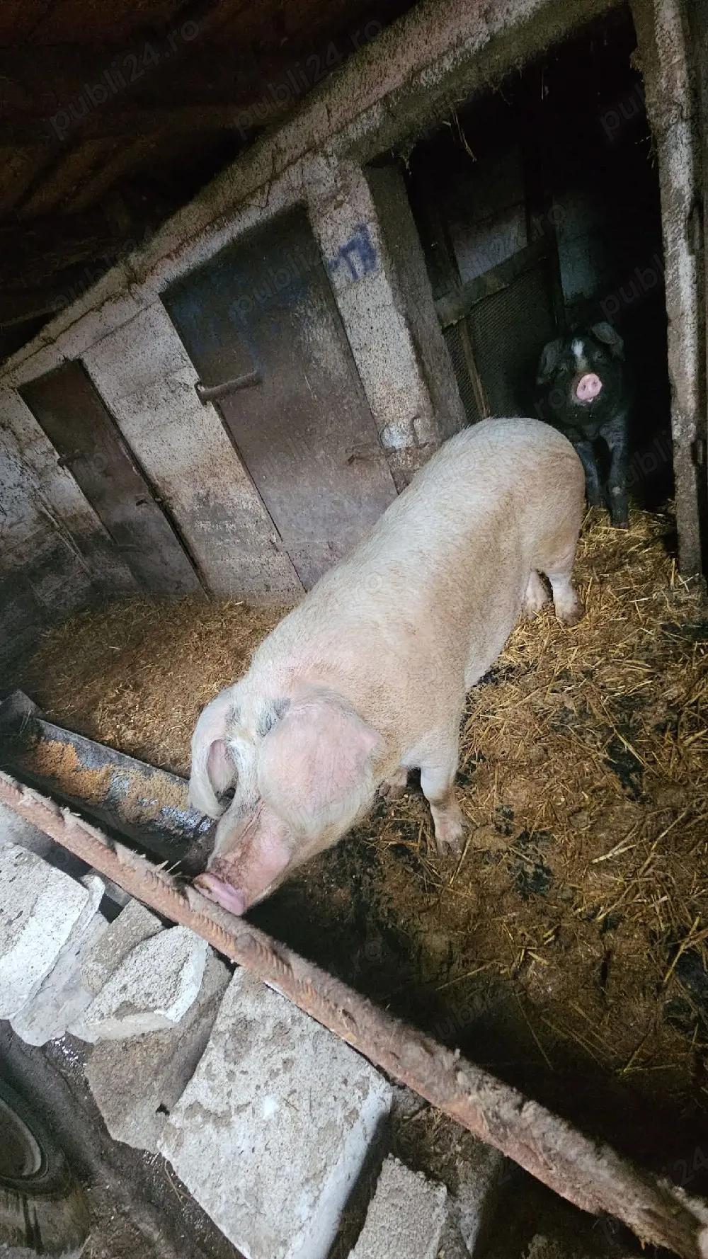 Vând scroafă pentru abator !